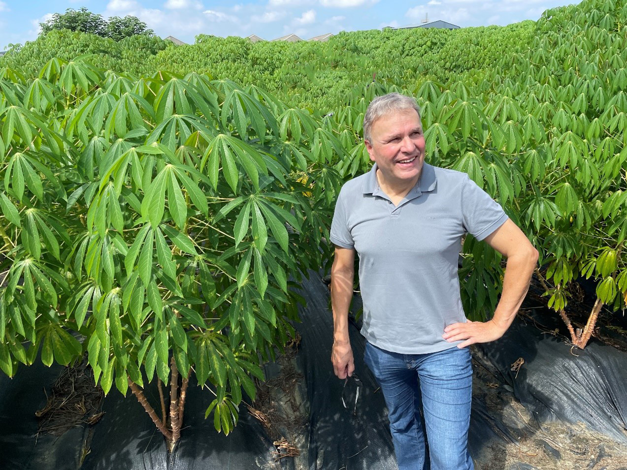 Ekkehard Neuhaus an einem Versuchfeld mit transgenem Maniok.