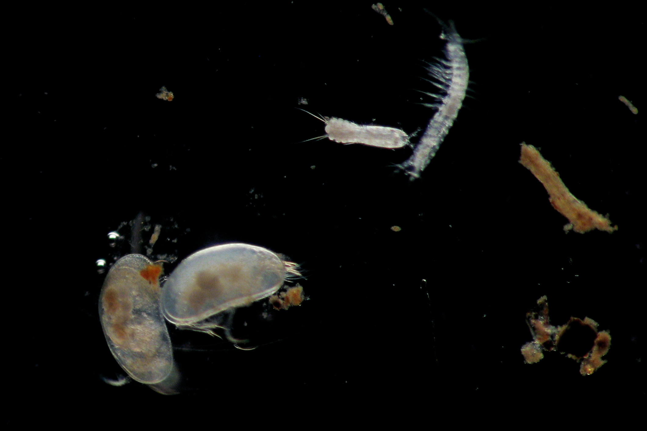 Grundwassertiere unterm Mikroskop fotografiert