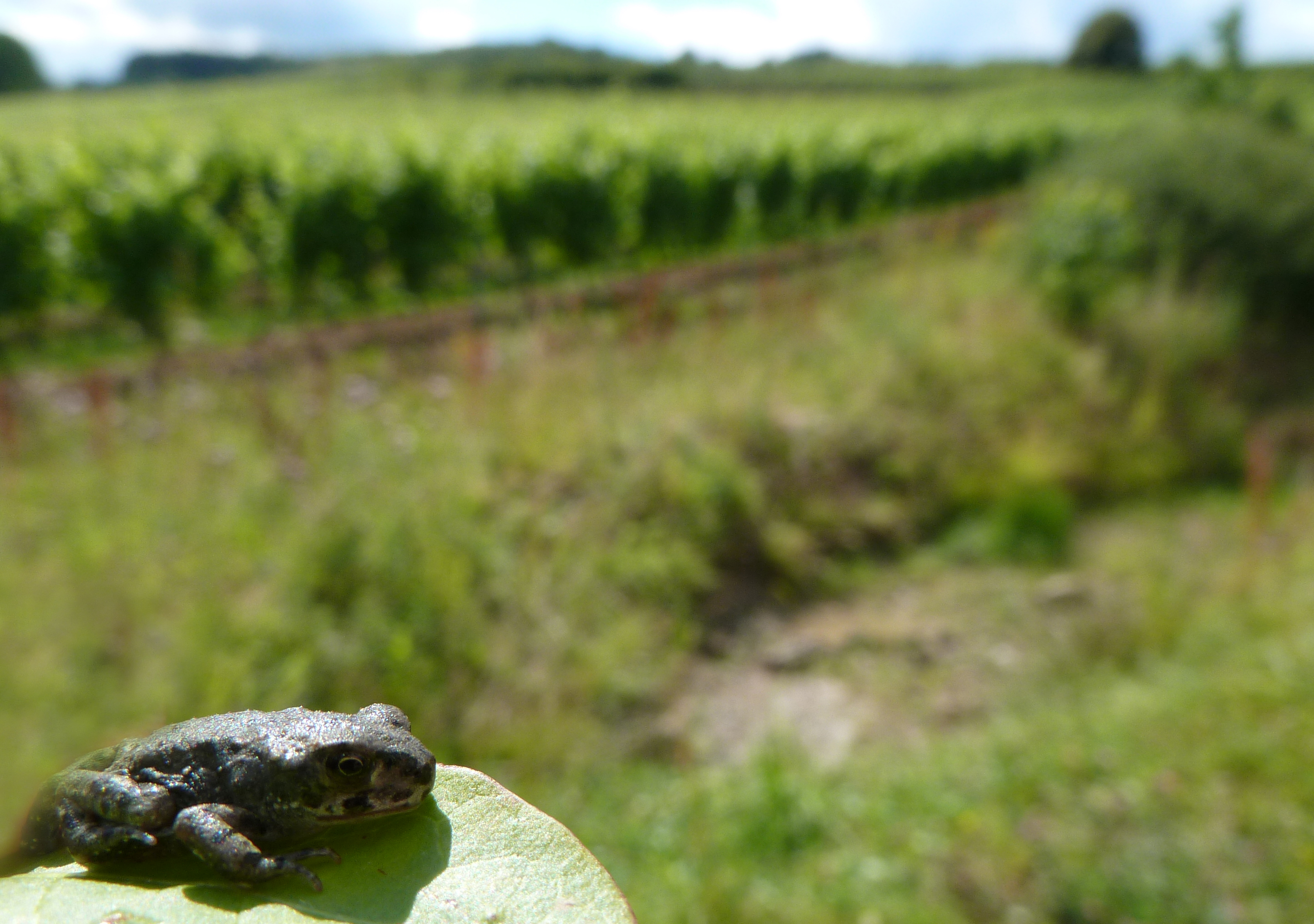 Das Bild zeigt eine junge europäische Wechselkröte (Bufo viridis) in einem Weinberg in Süddeutschland.