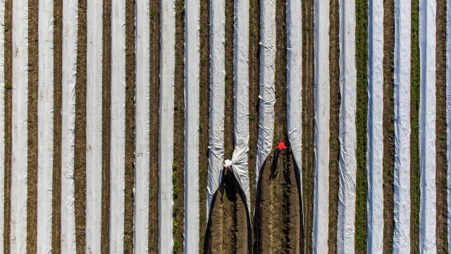 Sicht von oben auf ein mit Folie abgedecktes Spargelfeld, in dem zwei Arbeiter Spargel ernten. Foto: IMAGO / Jochen Tack