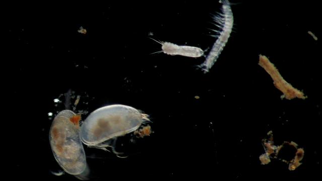 Grundwassertiere unterm Mikroskop fotografiert