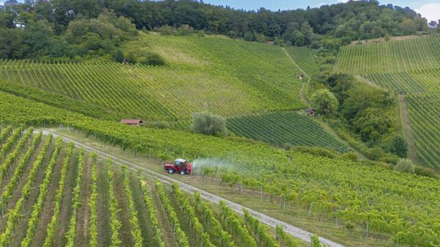 Hügelig grüne Weinberge mit einem Traktor auf einem Weg, umgeben von Natur und Pflanzen, Luftaufnahme, Traktor bringt Pestizide in den Weinbergen aus