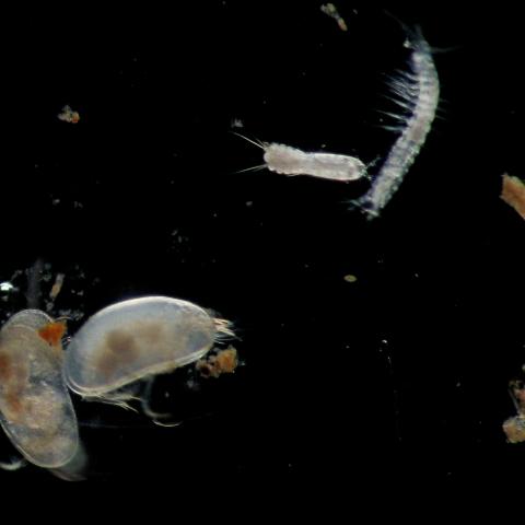 Grundwassertiere unterm Mikroskop fotografiert