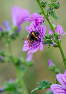 Biene sammelt Blütenpollen auf lilafarbener Blüte.