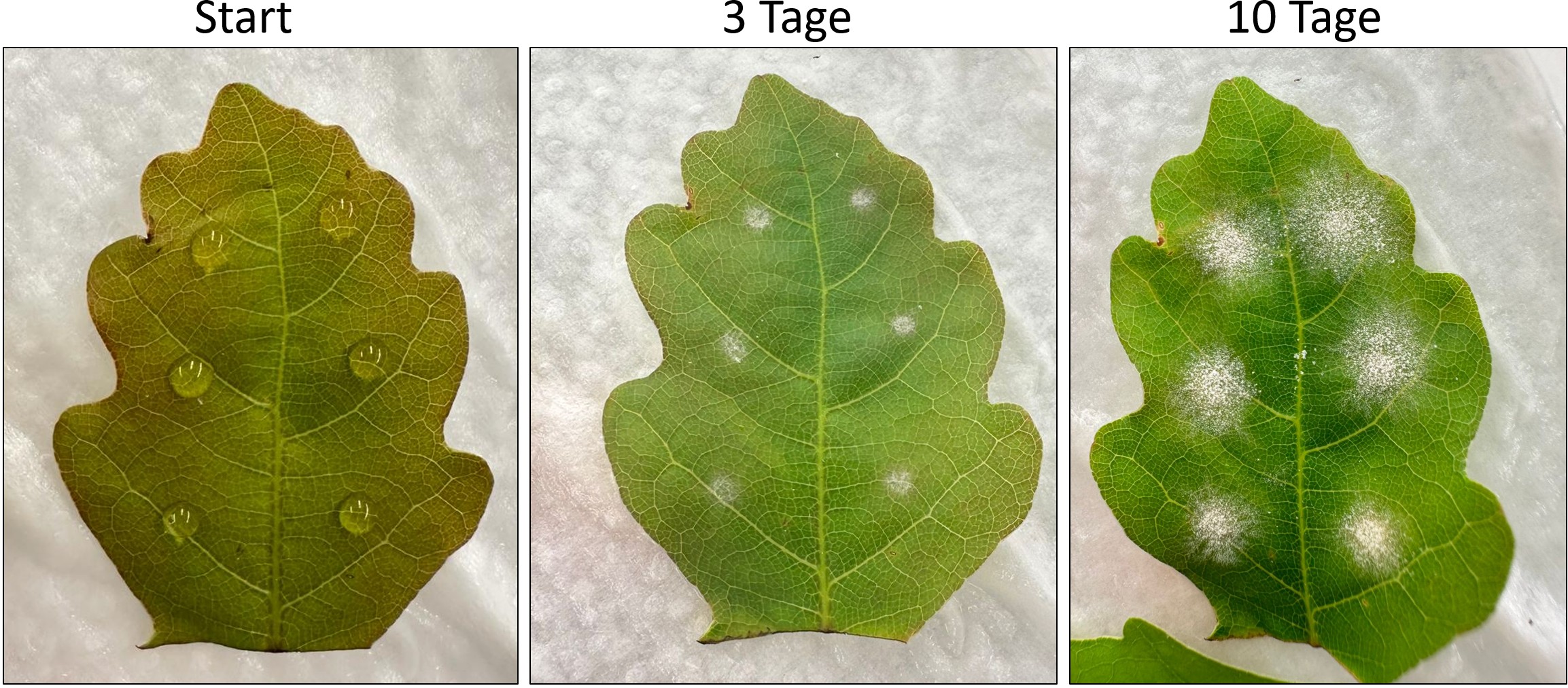 Eichenblatt null, drei und zehn Tage nach Aufbringen von Mehltausporen