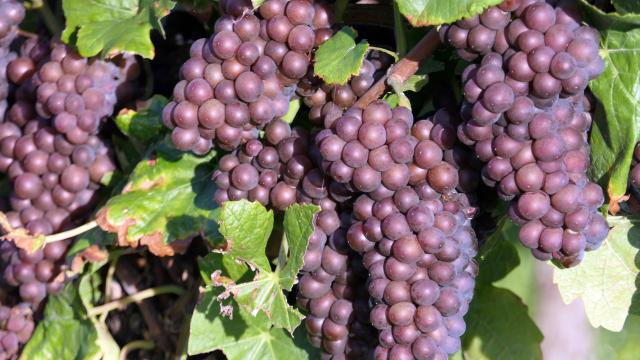 Weinreben mit dunklen Trauben