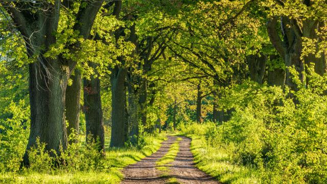 Mit alten Eichen gesäumter Weg
