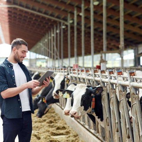 Heutzutage können Landwirte ihren Viehbestand mit dem Tablet, das heißt mithilfe von Apps und Software, verwalten.