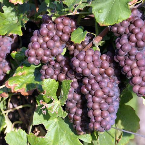 Weinreben mit dunklen Trauben
