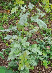 Mit Mehltau befallene Jungeiche