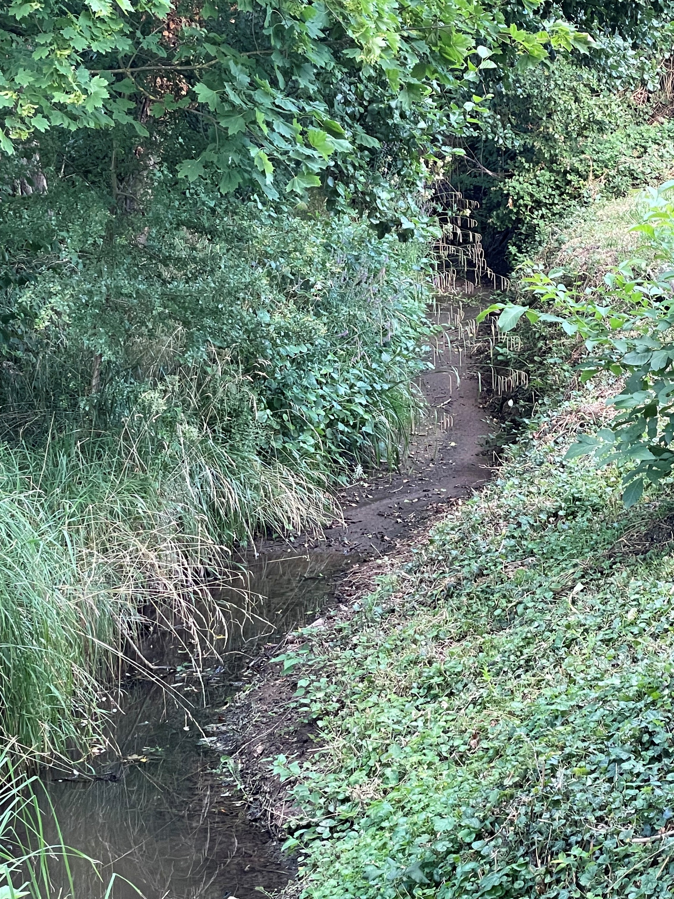 Der Hainbach in der Pfalz - stellenweise ausgetrocknet