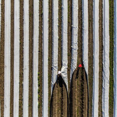 Sicht von oben auf ein mit Folie abgedecktes Spargelfeld, in dem zwei Arbeiter Spargel ernten. Foto: IMAGO / Jochen Tack